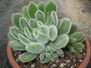 Firecracker Plant